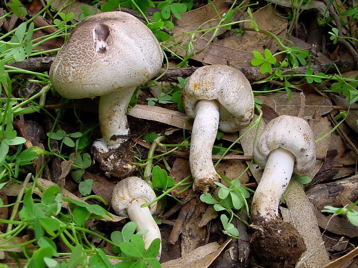 Description photo 1