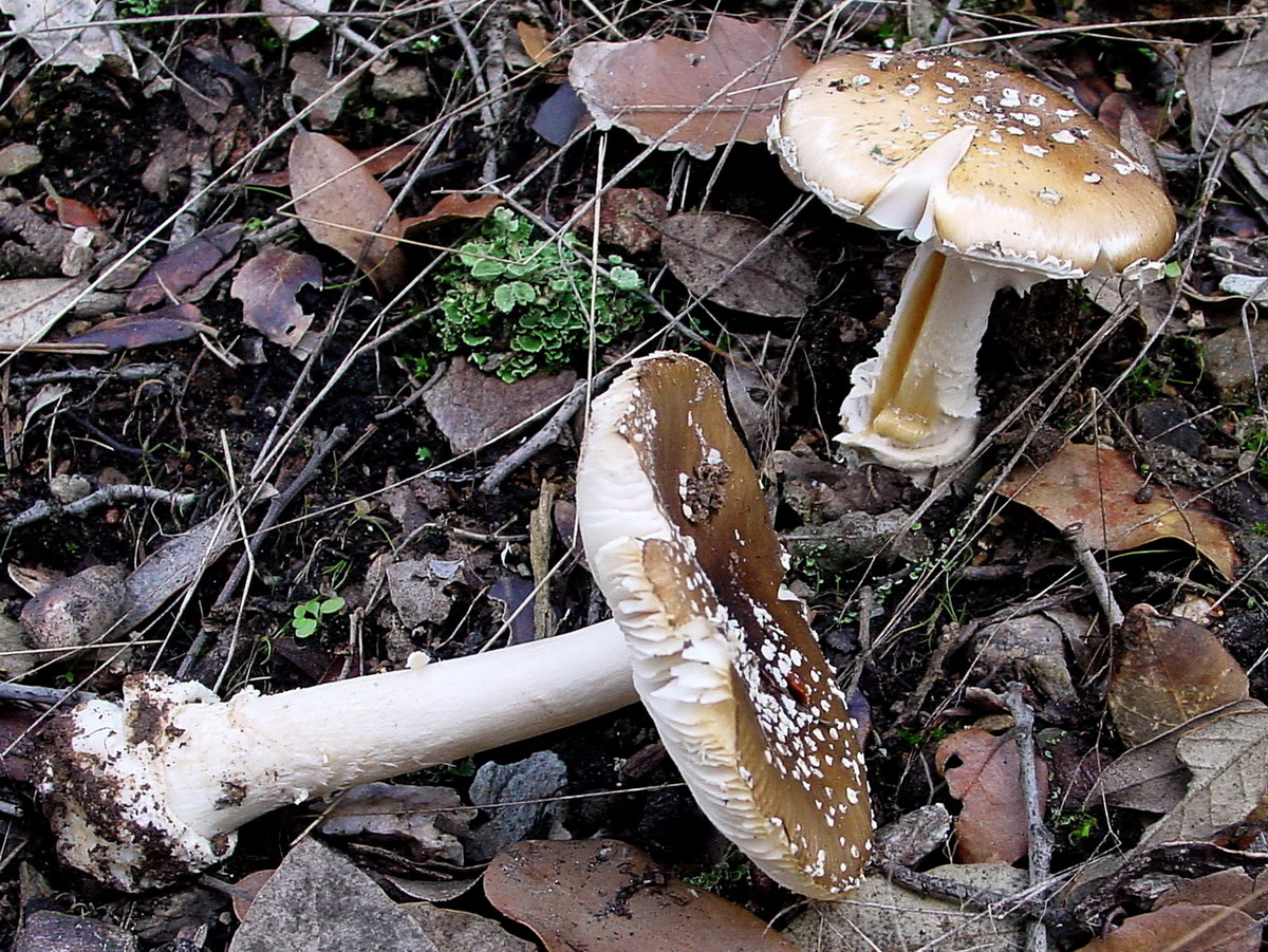 Description photo 3